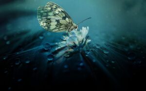 Comment-crer-un-jardin-de-papillons-pour-attirer-les-papillons-dans-votre-jardin